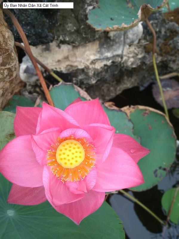 Ủy Ban Nhân Dân Xã Cát Trinh